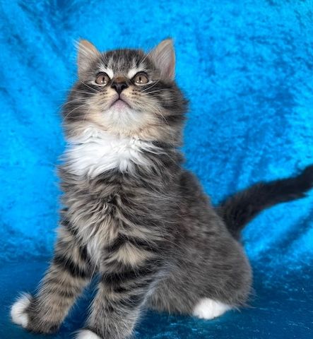Wunderschöne Norwegische Waldkaterchen