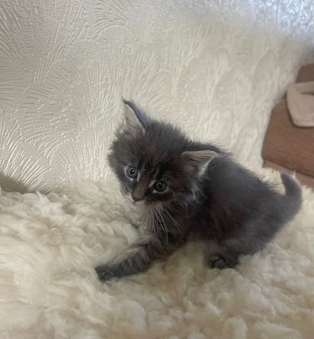 wunderschönen Maine-Coon-Kätzchen