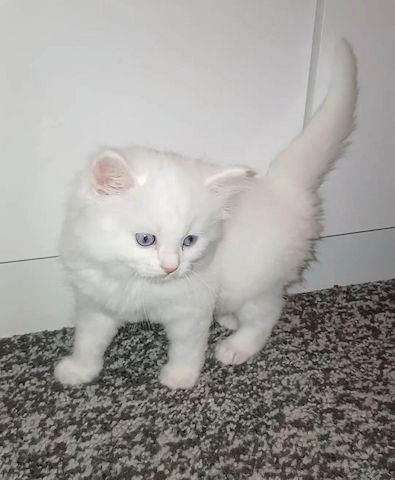 Türkisch-Angora-Kätzchen