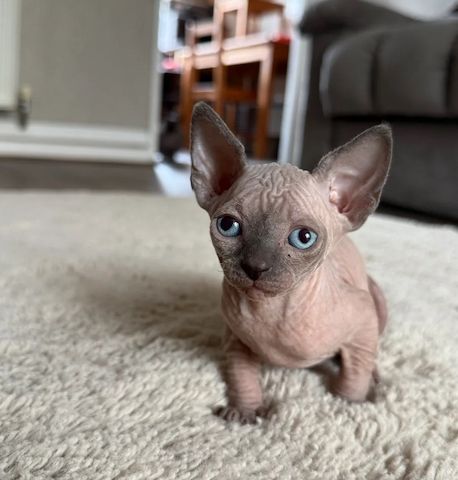 Entzückende Sphynx-Kätzchen zu verkaufen