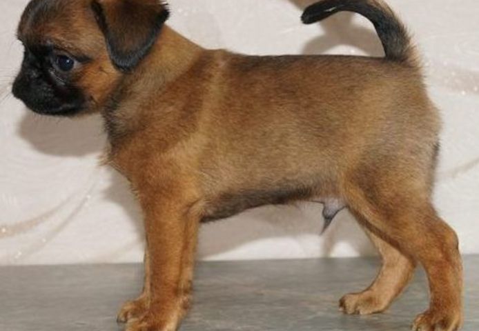 Affenpinscher-Welpen zu verkaufen.