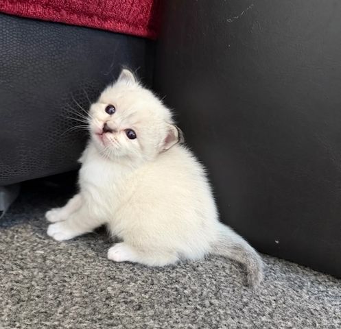 Birma-Katze