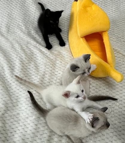 Letzter Kater – ein unglaublich verschmustes und liebevolles Cornish-Rex-Kätzchen ♥️
