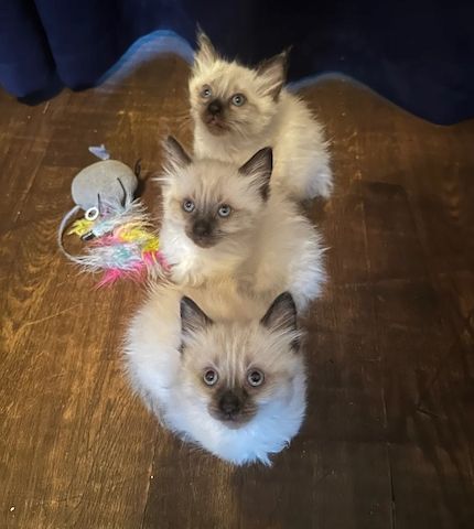 3 niedliche Ragdoll-Kätzchen