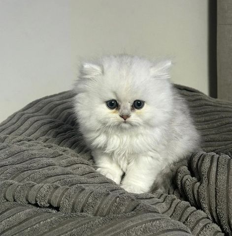 Perser-Chinchilla-Kätzchen