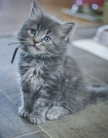wunderschöne Maine-Coon-Katze