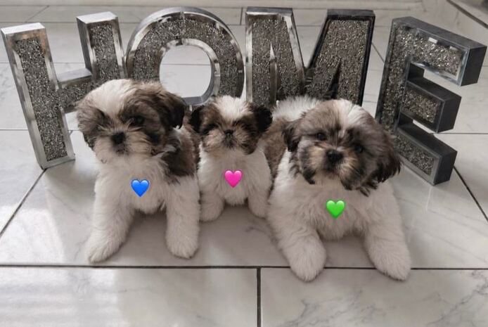Entzückende reinrassige Shih Tzu-Welpen
