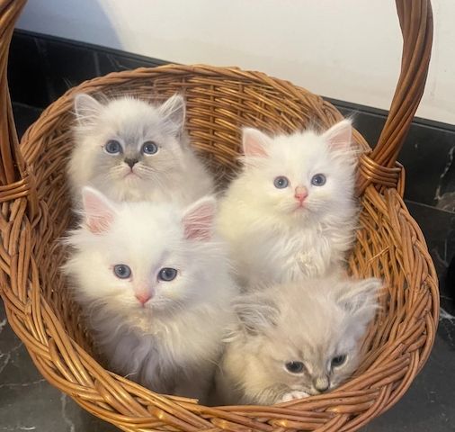 Sibirische Katzen