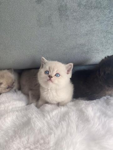 Britisch-Kurzhaar-Katze (BKH) – Weibchen