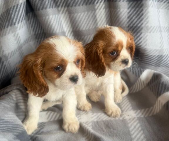 nderschöner Cavalier King Charles Spaniel