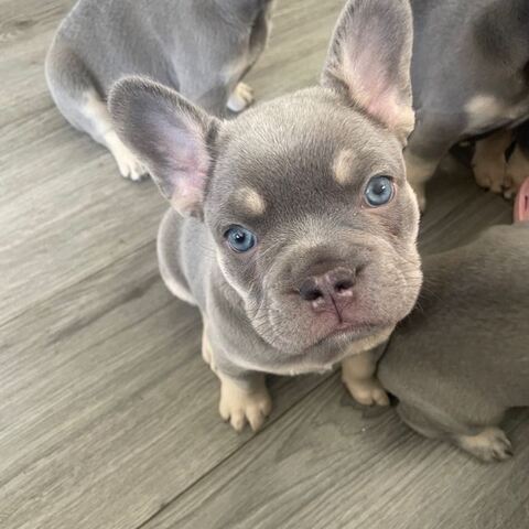 Französische Bulldoggen Welpen