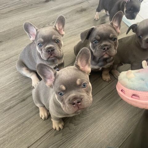 Französische Bulldoggen Welpen