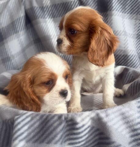 Wunderschöne Cavalier King Charles Spaniel Welpen