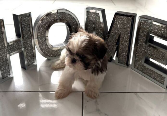 Bezaubernde reinrassige Shih Tzu Welpen