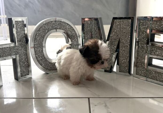 Bezaubernde reinrassige Shih Tzu Welpen