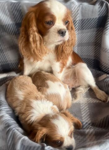 Wunderschöne Cavalier King Charles Spaniel Welpen