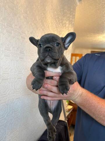 Französische Bulldoggen Welpen