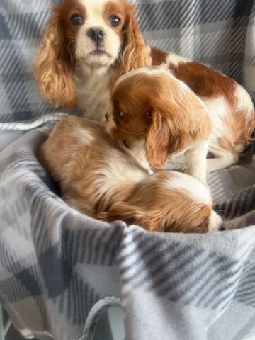 Wunderschöne Cavalier King Charles Spaniel Welpen