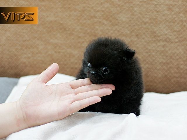 Pomeranian-Welpen