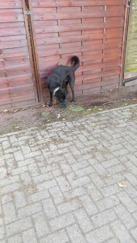 Luna-Sensible Seele sucht hundeerfahrene Menschen