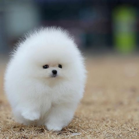 Süße Pomeranian Babys abzugeben