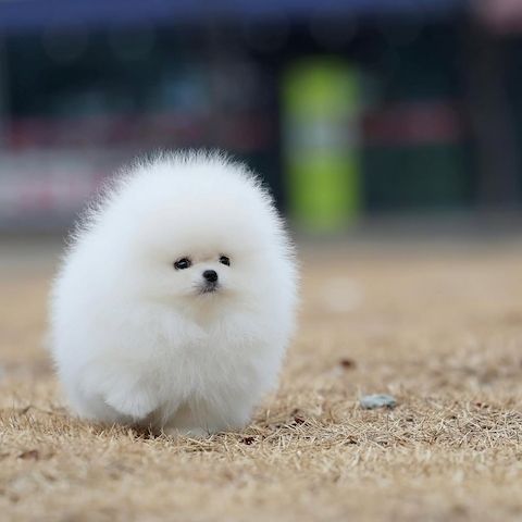 Wunderschöne Pomeranian Welpen – Top Aufzucht