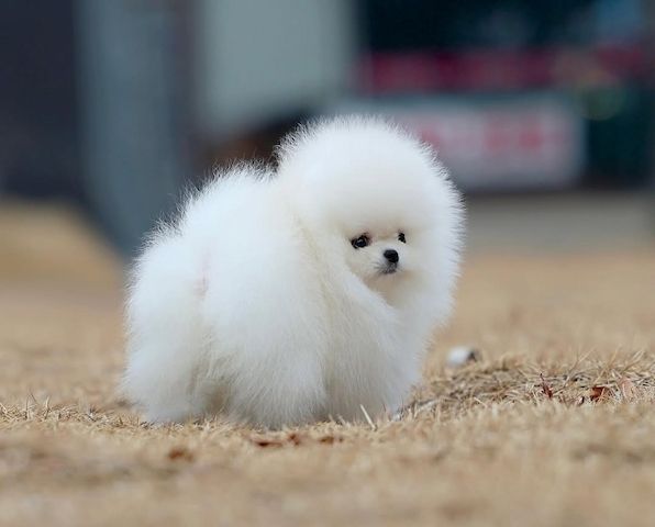 Pomeranian Zwergspitz Welpen mit wunderschönem Fell