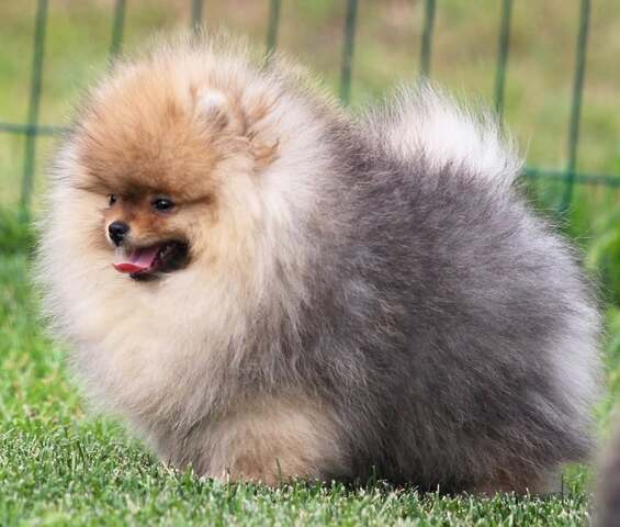 Pomeranian Zwergspitz Welpen mit wunderschönem Fell