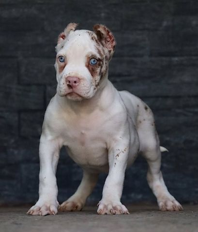 Typvolle American XXL Bully Welpen abzugeben