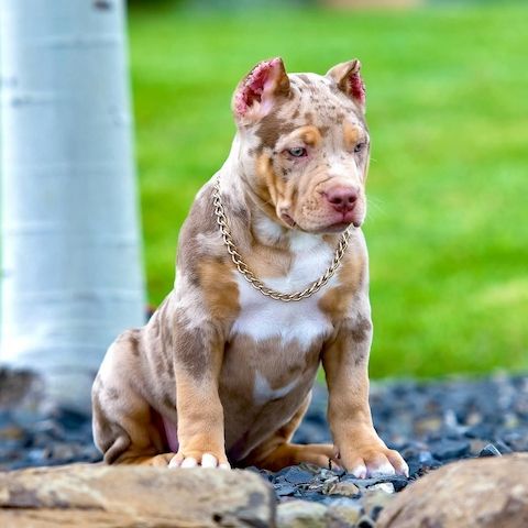 American XXL Bully Welpen mit hervorragender Abstammung