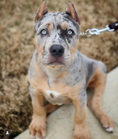 Wunderschöne American XXL Bully Babys