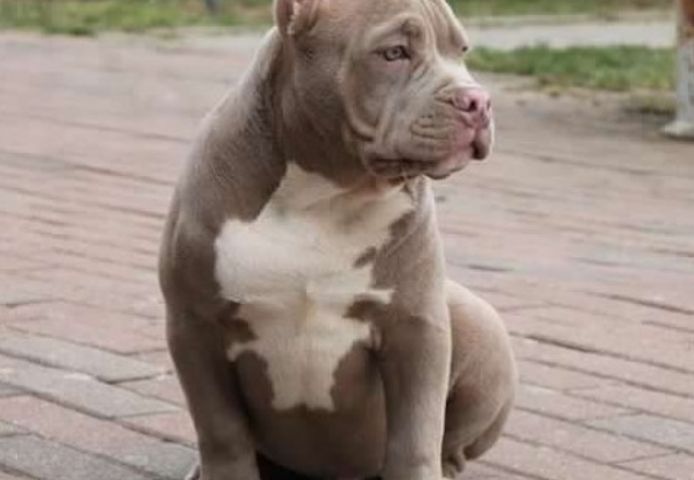American XXL Bully Welpen aus familiärer Aufzucht
