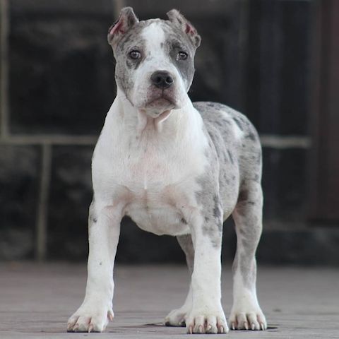American XXL Bully Welpen – treue Familienbegleiter