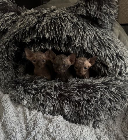 🐈‍⬛Reinrassige kanadische Sphynx Kitten-4 einzigartige 🥰❤️‍🔥Babys suchen liebevolles Zuhause 🐾🏡