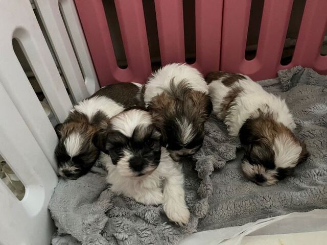 Shih Tzu in München kaufen