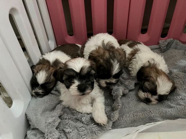 Shih Tzu in München kaufen