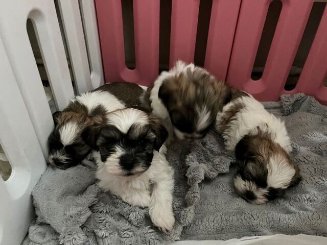 Shih Tzu in München kaufen