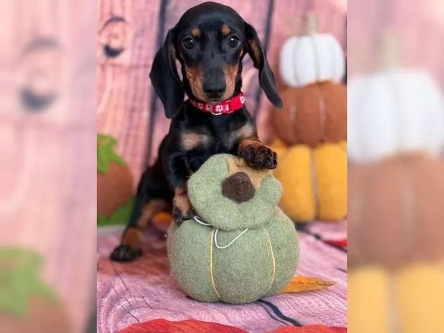 Dackelwelpen suchen Zuhause.