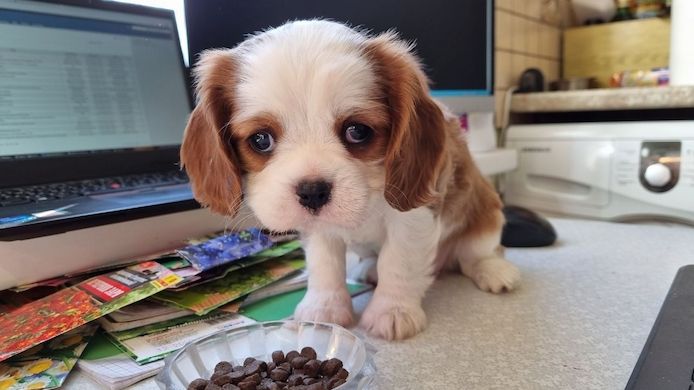 Wunderschöne Cavalier-King-Charles-Spaniel-Welpen