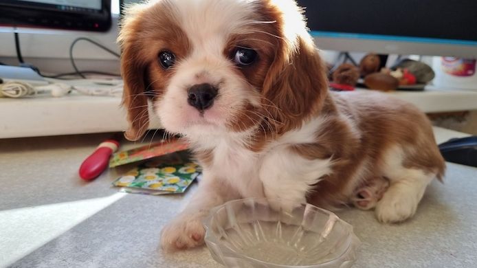 Wunderschöne Cavalier-King-Charles-Spaniel-Welpen
