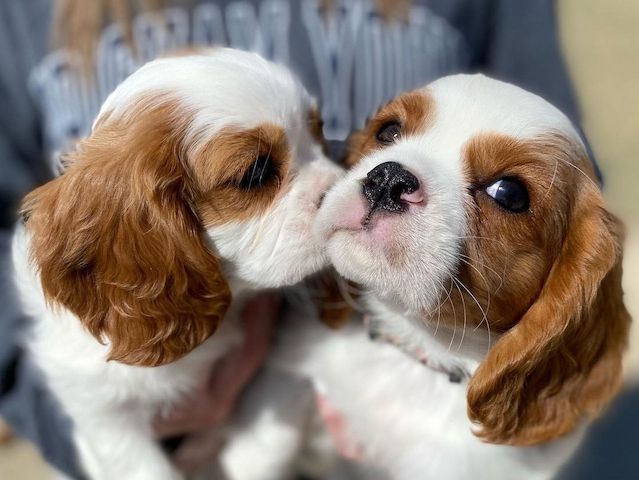 Wunderschöne Cavalier-King-Charles-Spaniel-Welpen
