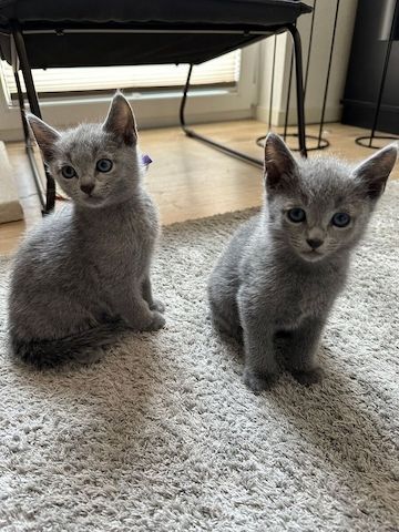 Russisch Blau Kitten mit Stammbaum
