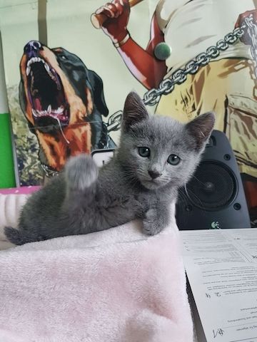 Russisch Blau Kitten mit Stammbaum