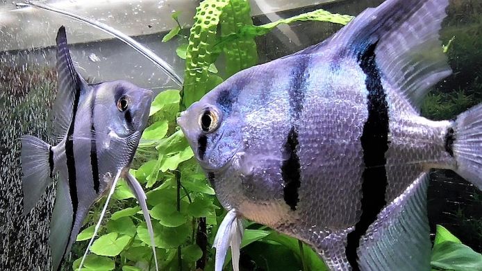Skalare (Silber) Jungfische abzugeben!