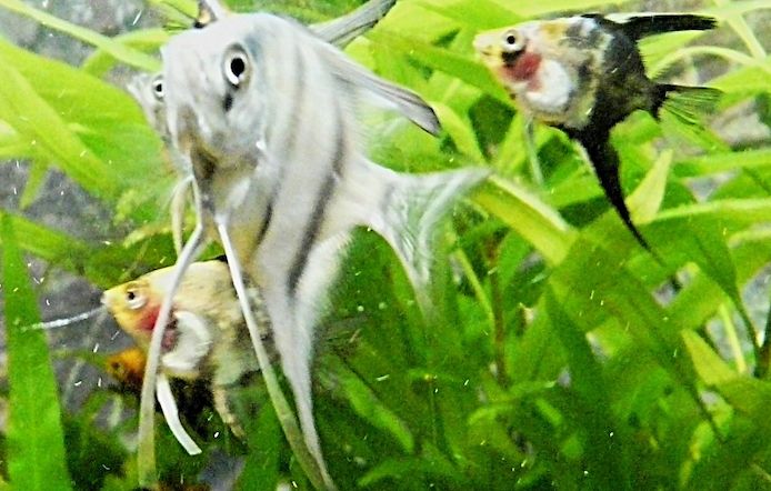 Skalare (Silber) Jungfische abzugeben!