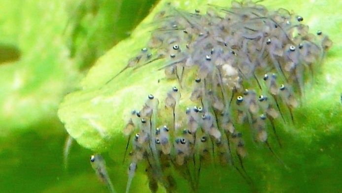 Skalare (Silber) Jungfische abzugeben!