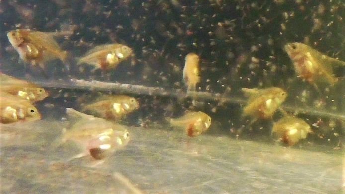 Skalare (Silber) Jungfische abzugeben!