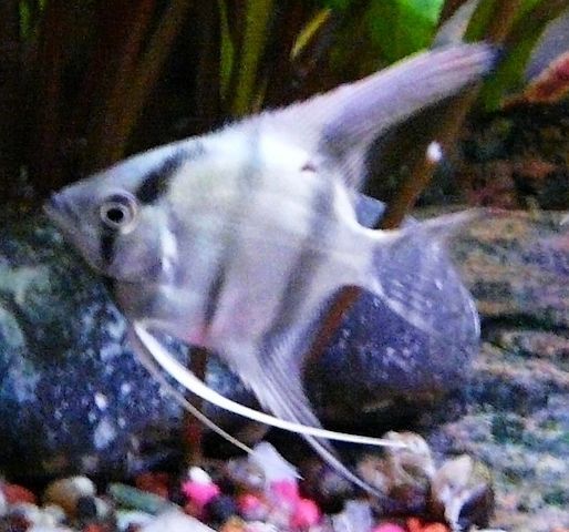 Skalare (Silber) Jungfische abzugeben!