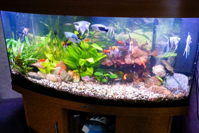 Skalare (Silber) Jungfische abzugeben!