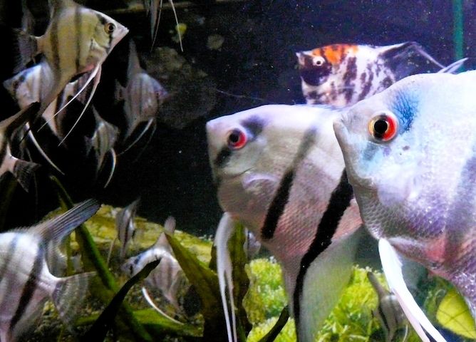 Skalare (Silber) Jungfische abzugeben!